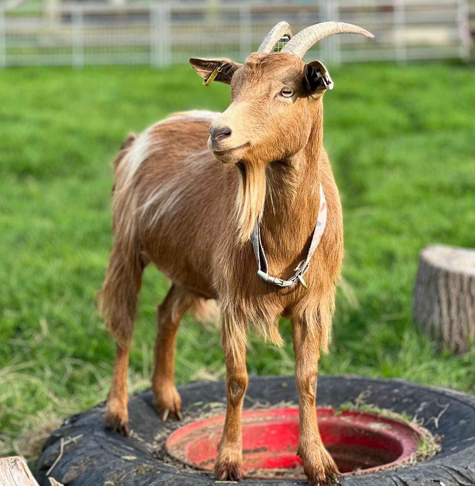 Belmont Children's Farm - Image 4