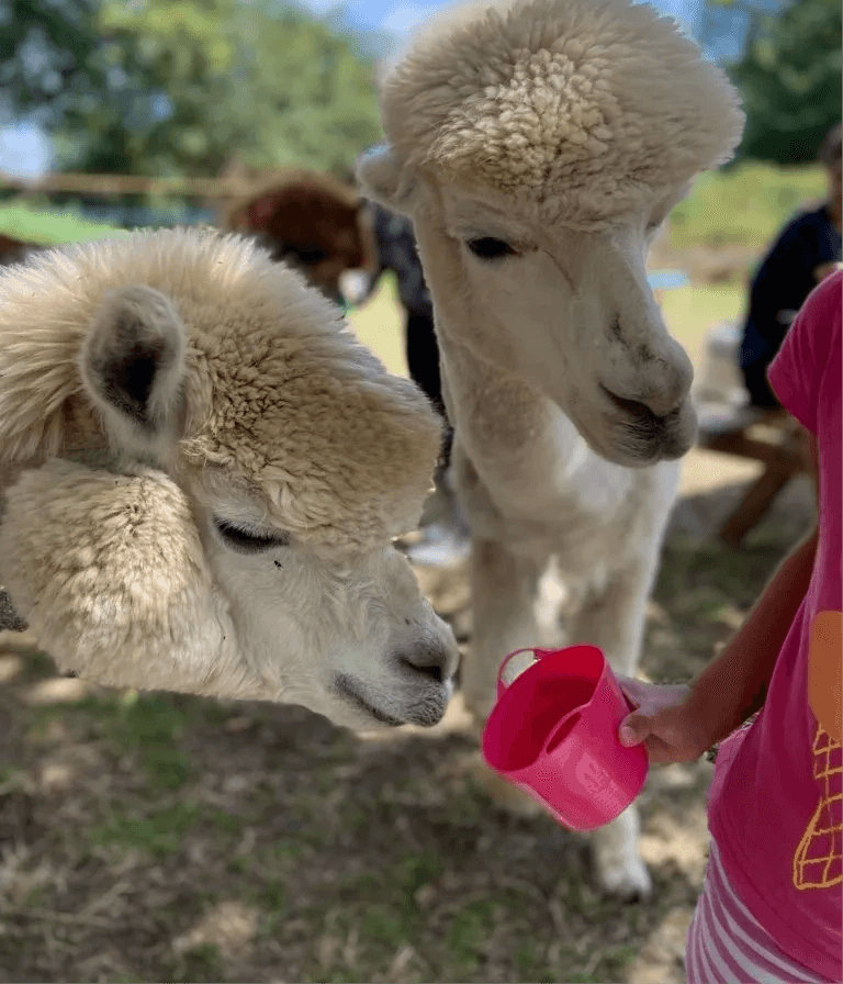 Alpacas at daisy farm - Main view