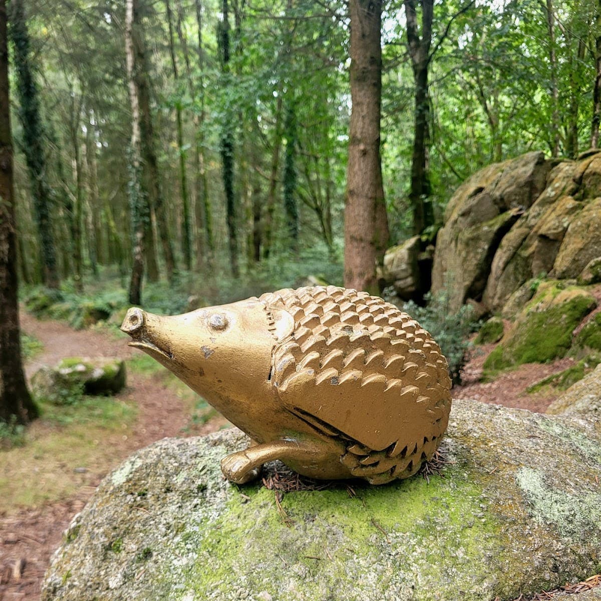 Dalbeattie Forest Town Wood - Image 3