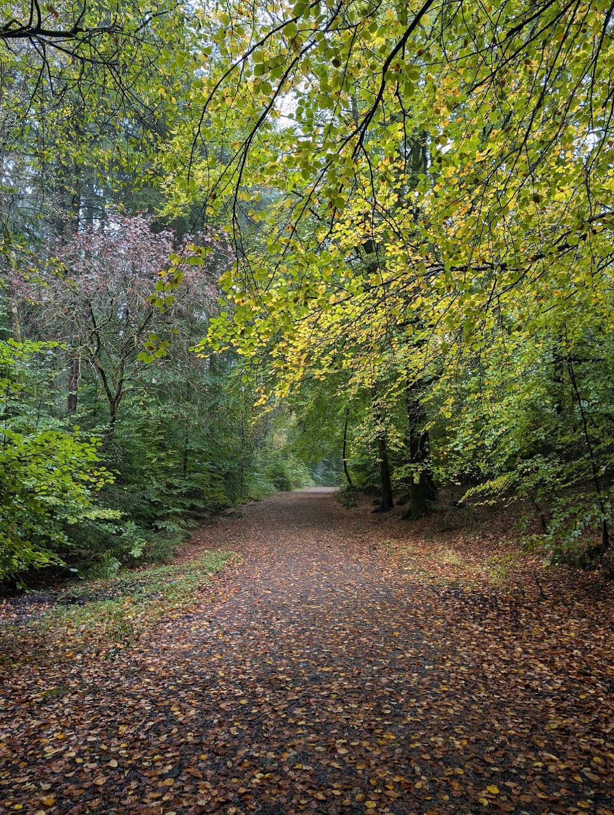 Dalbeattie Forest Town Wood - Image 5