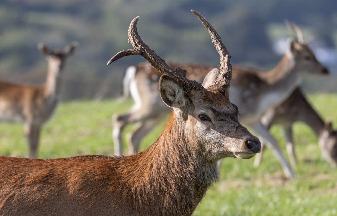 Great Wedlock Farm & Deer Park - Image 2