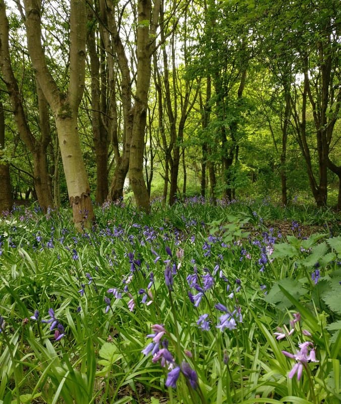Aylestone Meadows Local Nature Reserve - Image 2