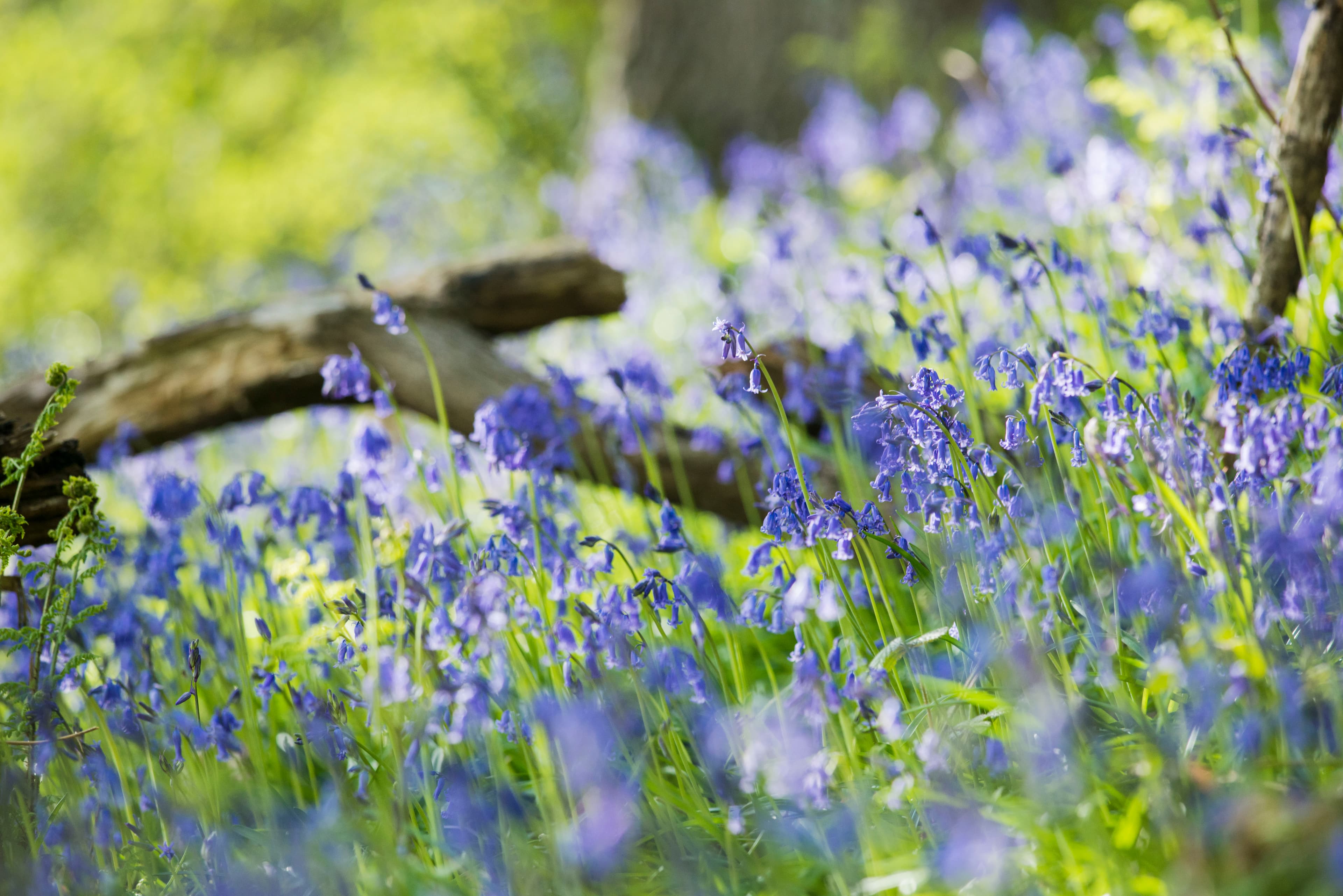 Prior's Wood - Image 2