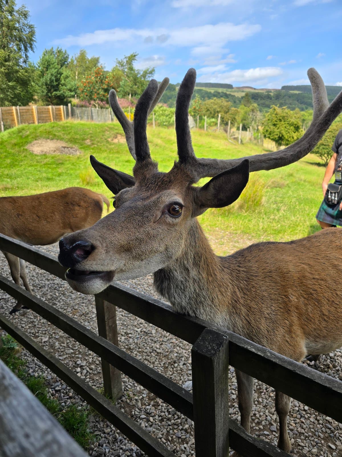 Highland Safaris - Image 2