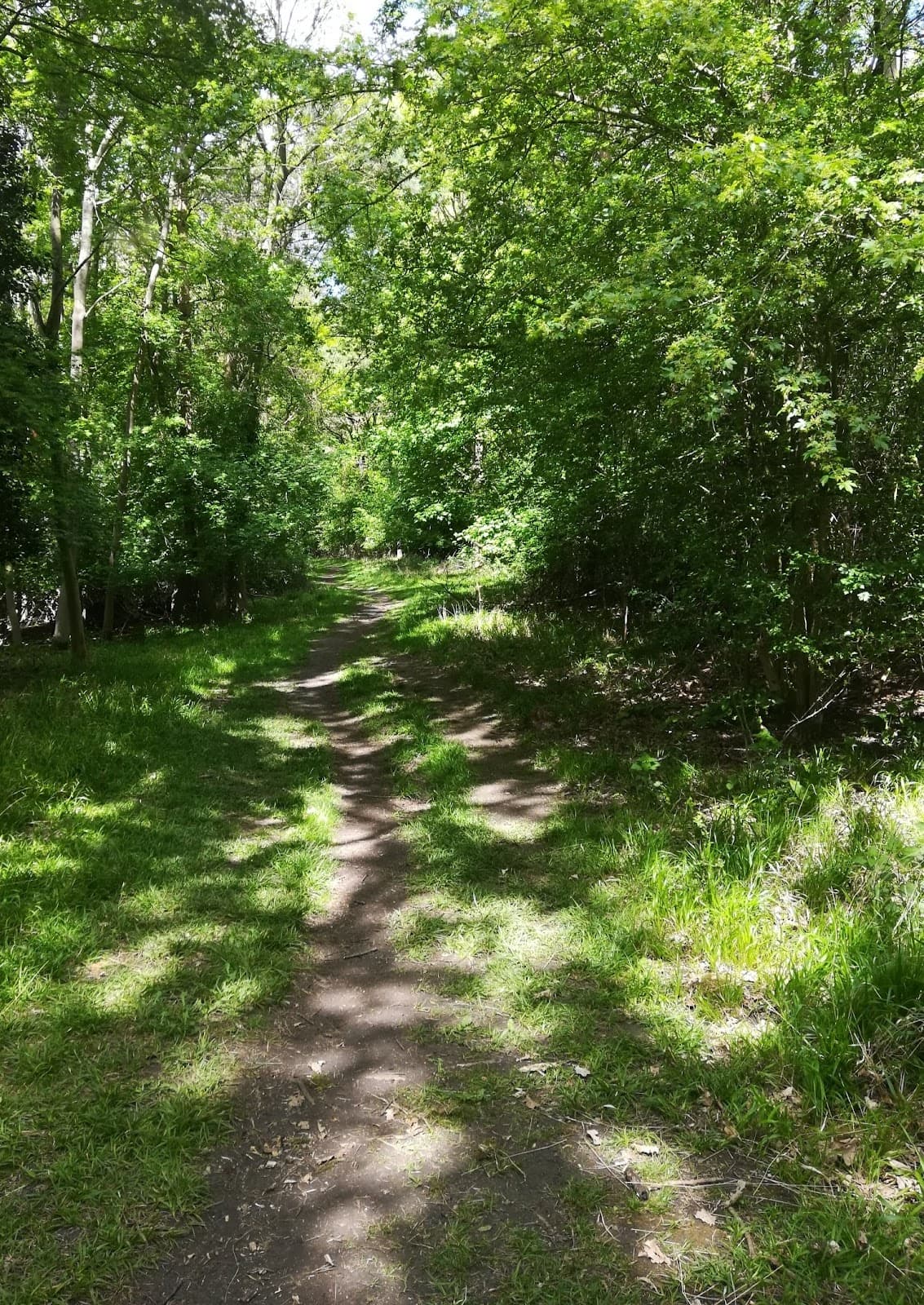 Reffley Wood - Main view