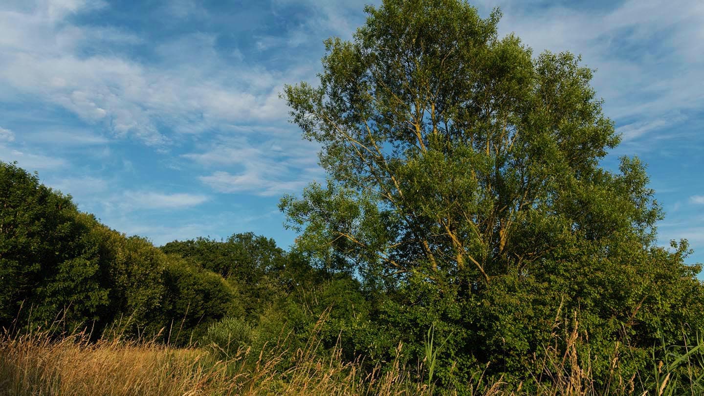 Reffley Wood - Image 2