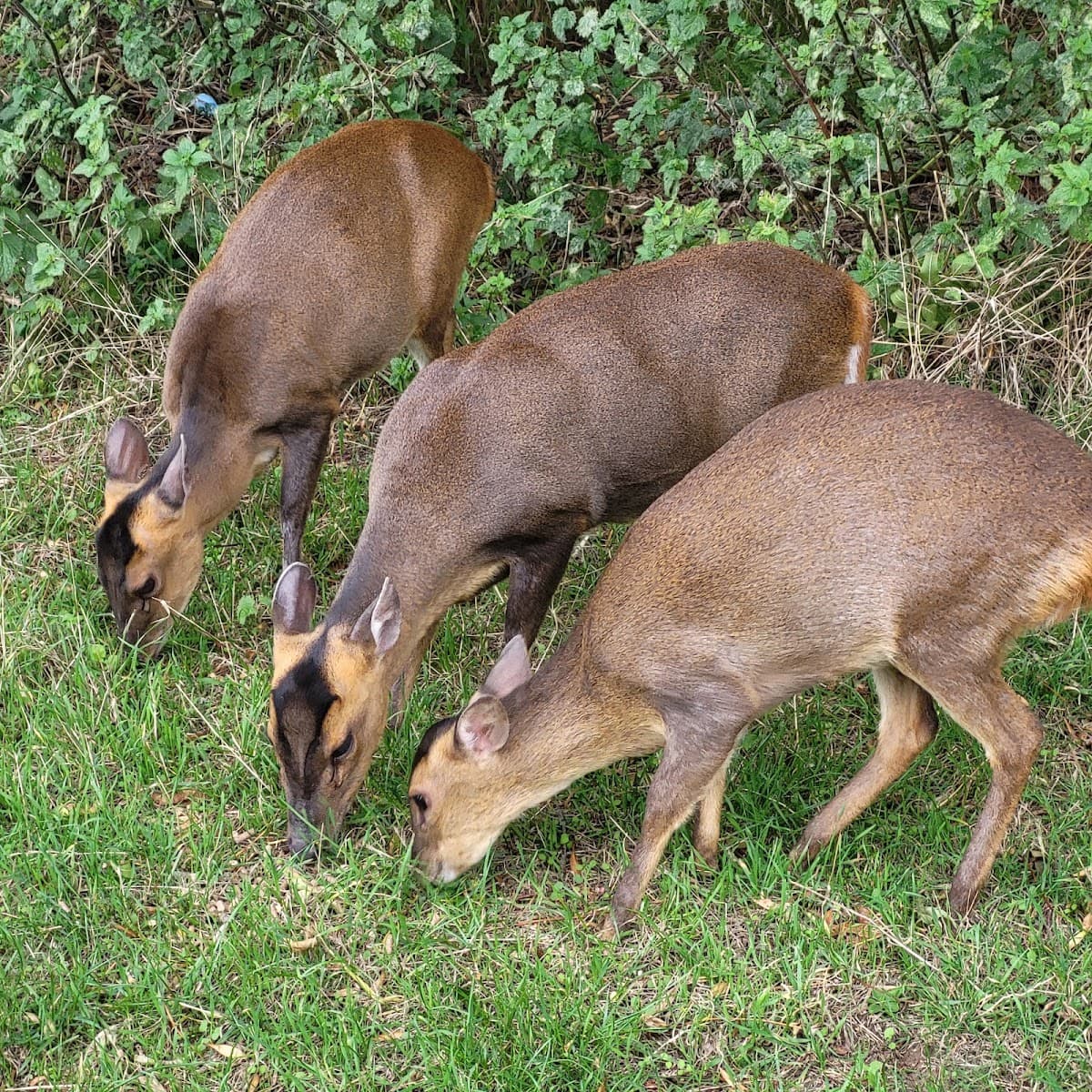 Reffley Wood - Image 4