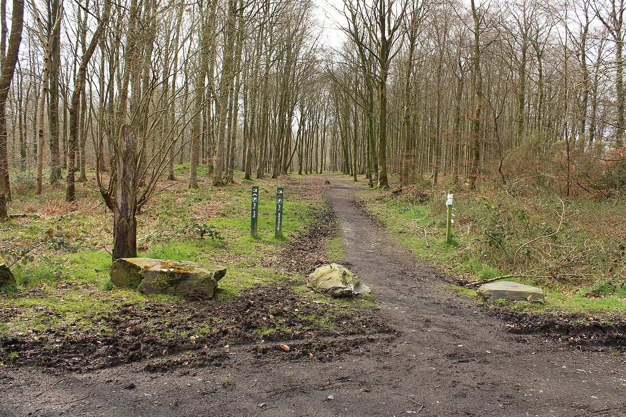 Kilsture Forest - Main view