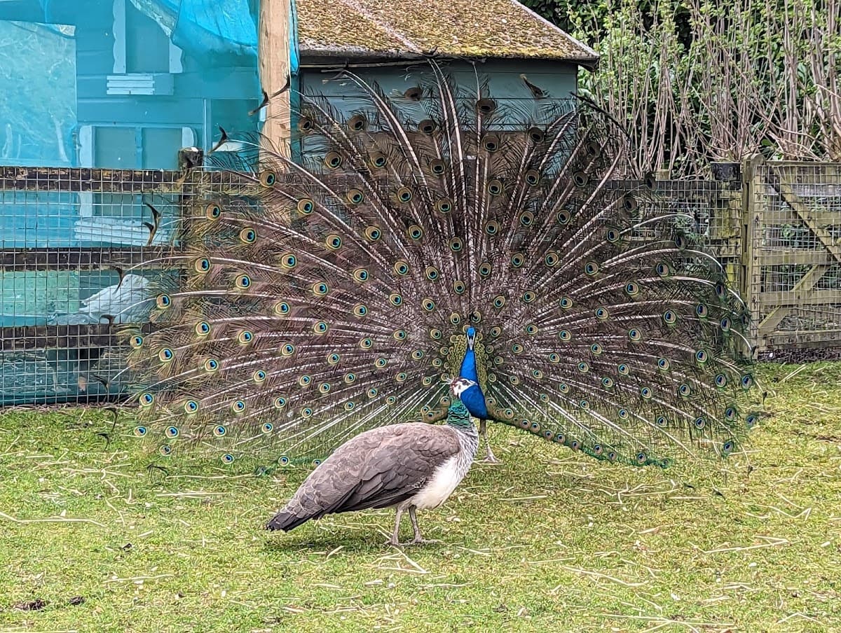 Hazlehead Park Pets Corner - Image 4