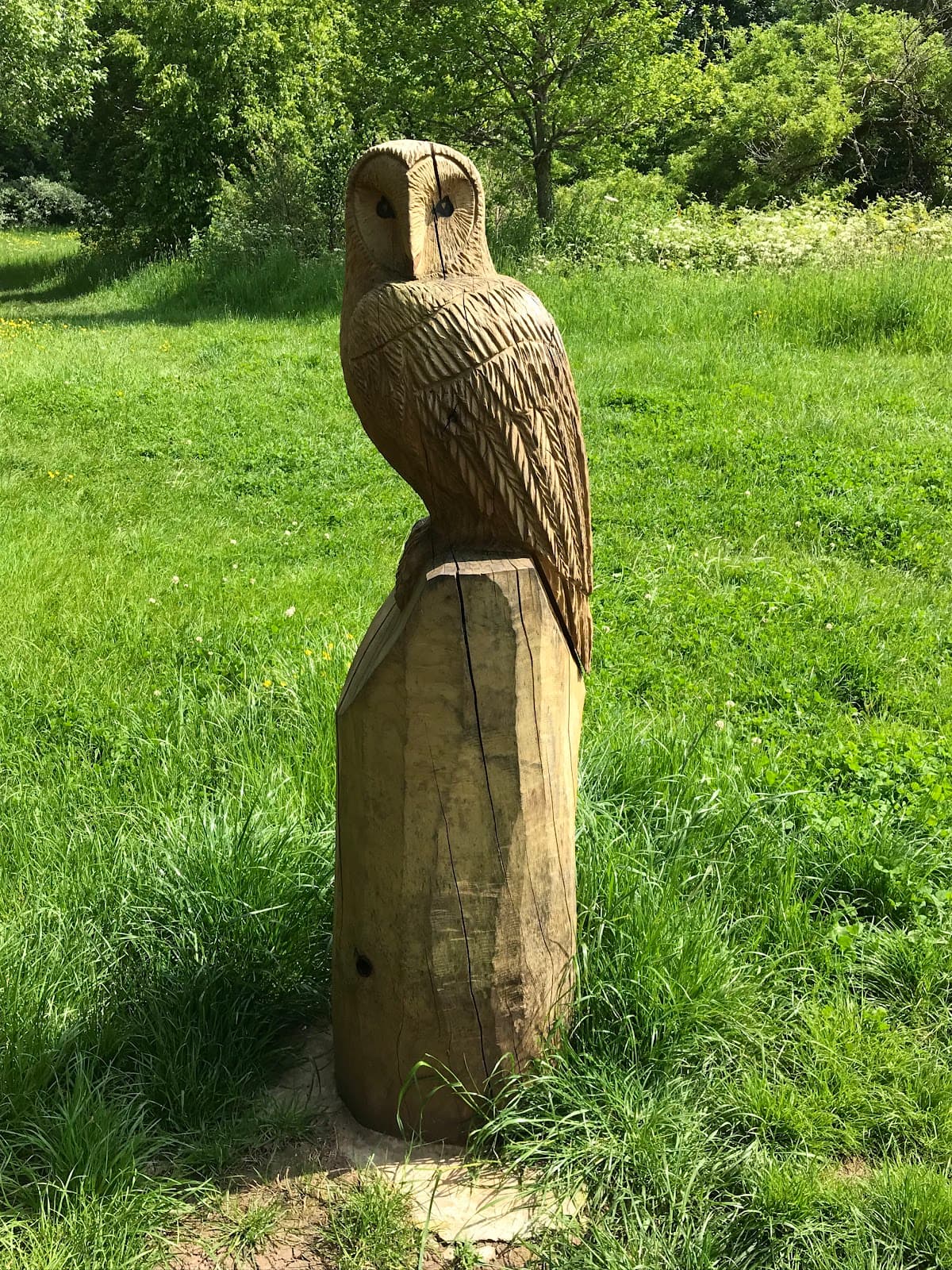 Callington Road Nature Reserve - Image 3