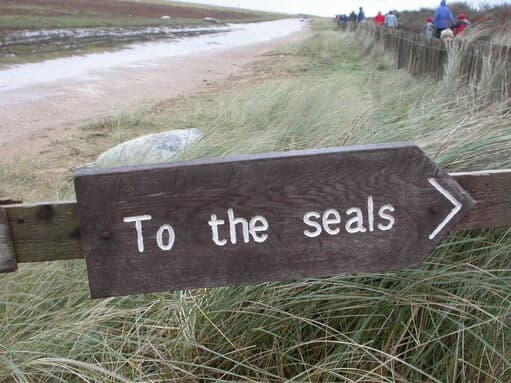 Donna Nook Grey Seal Colony - Image 2