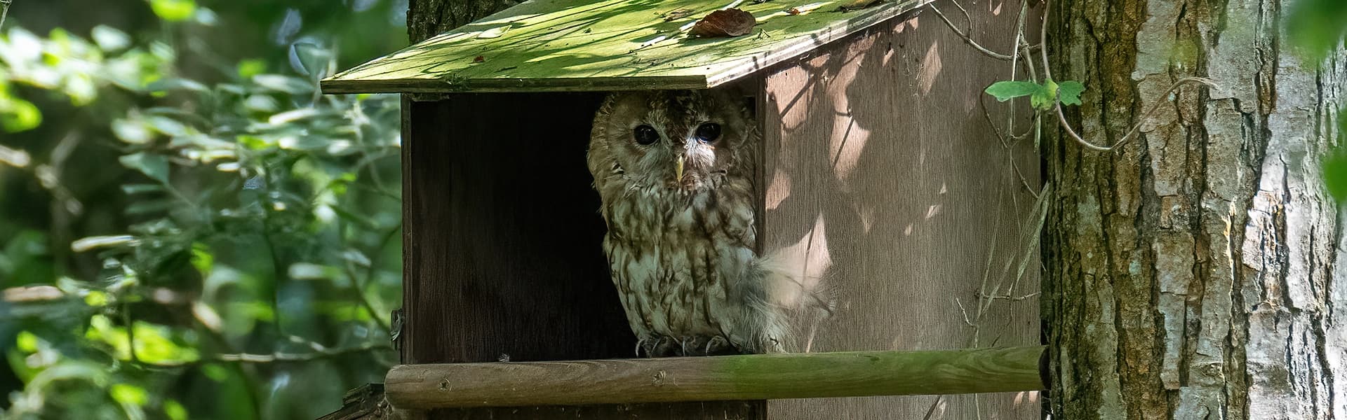 Hawk and Owl Trust Shapwick Moor Nature Reserve - Image 1