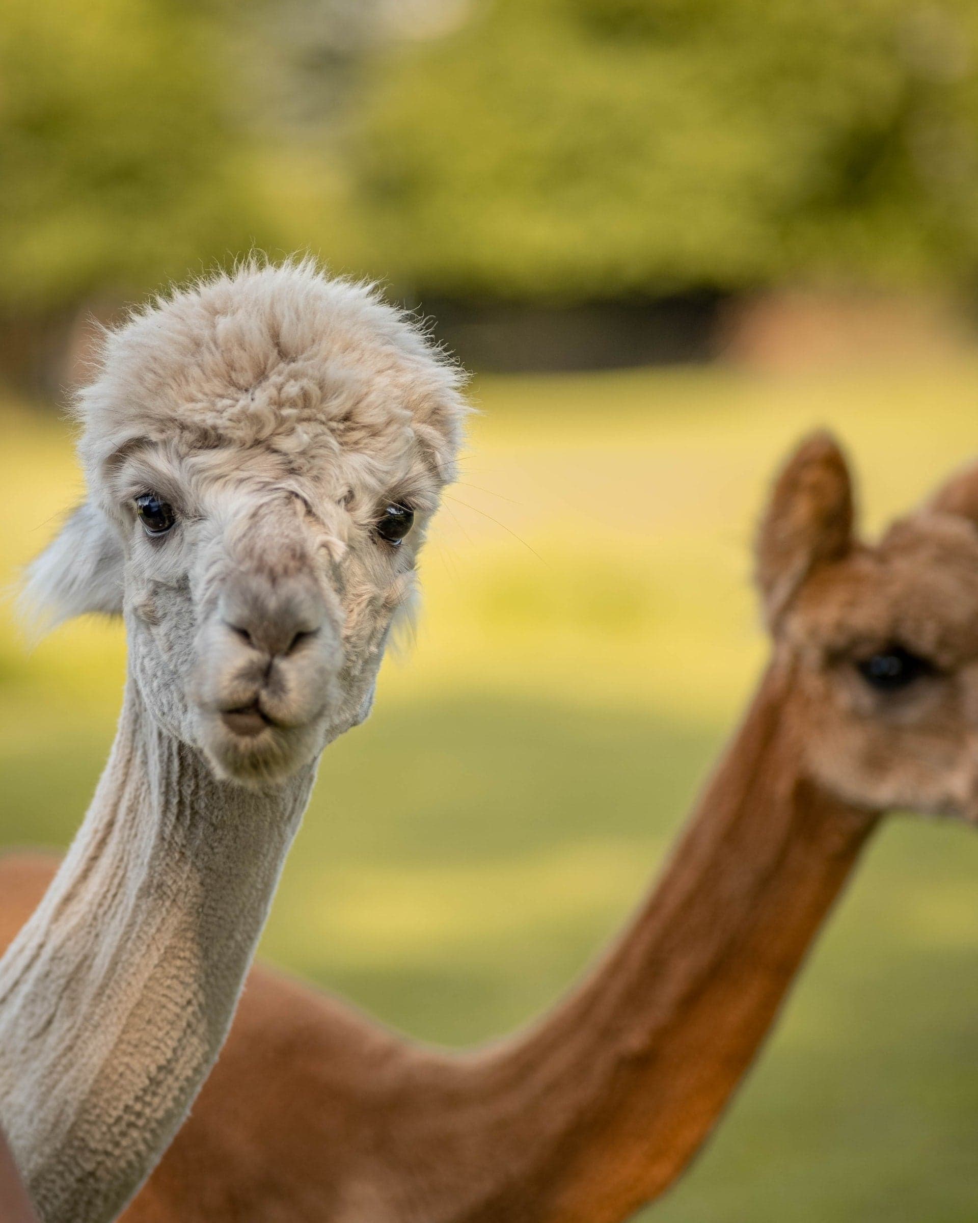 Greenacres Animal Park - Main view