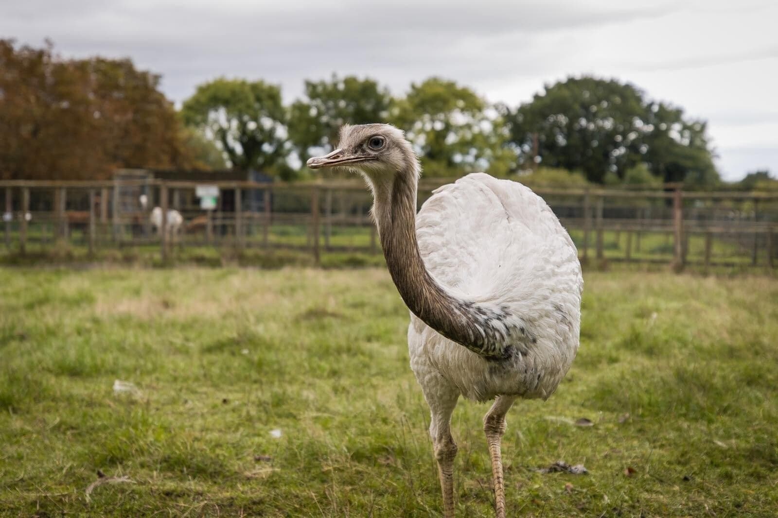 Greenacres Animal Park - Image 2