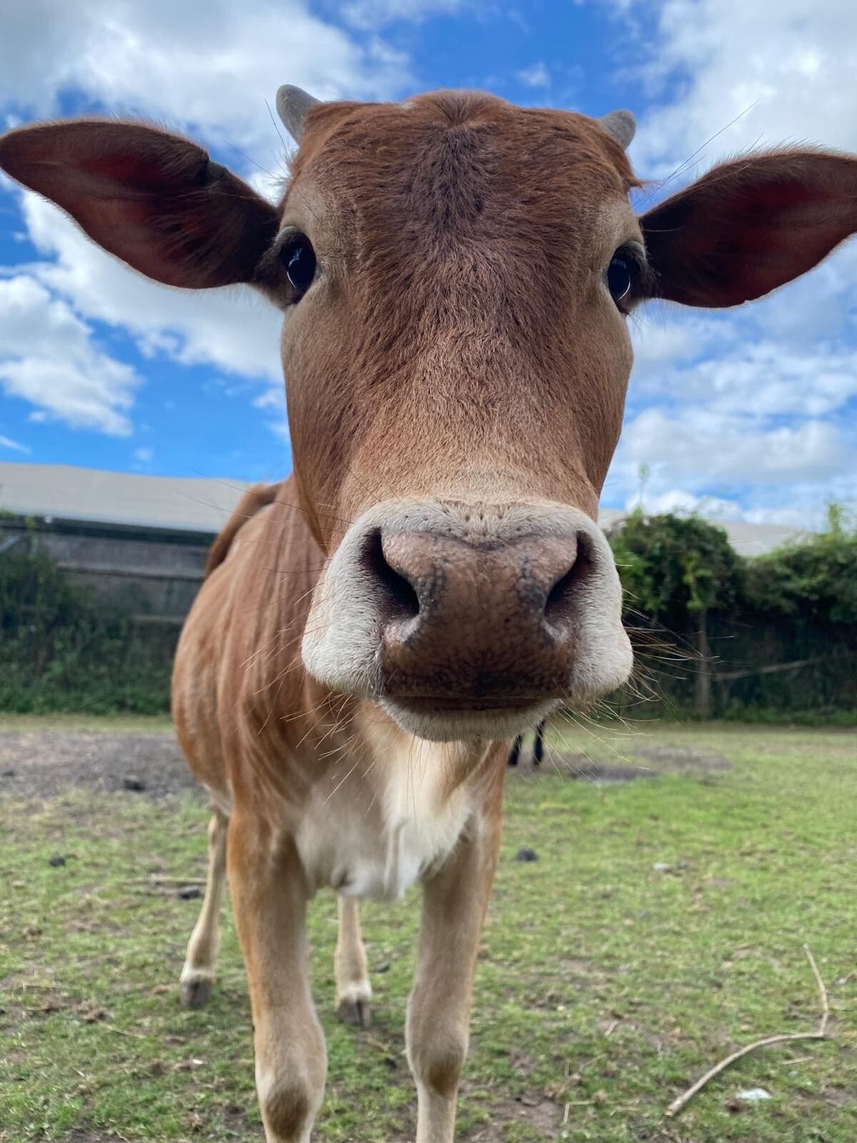 Greenacres Animal Park - Image 4