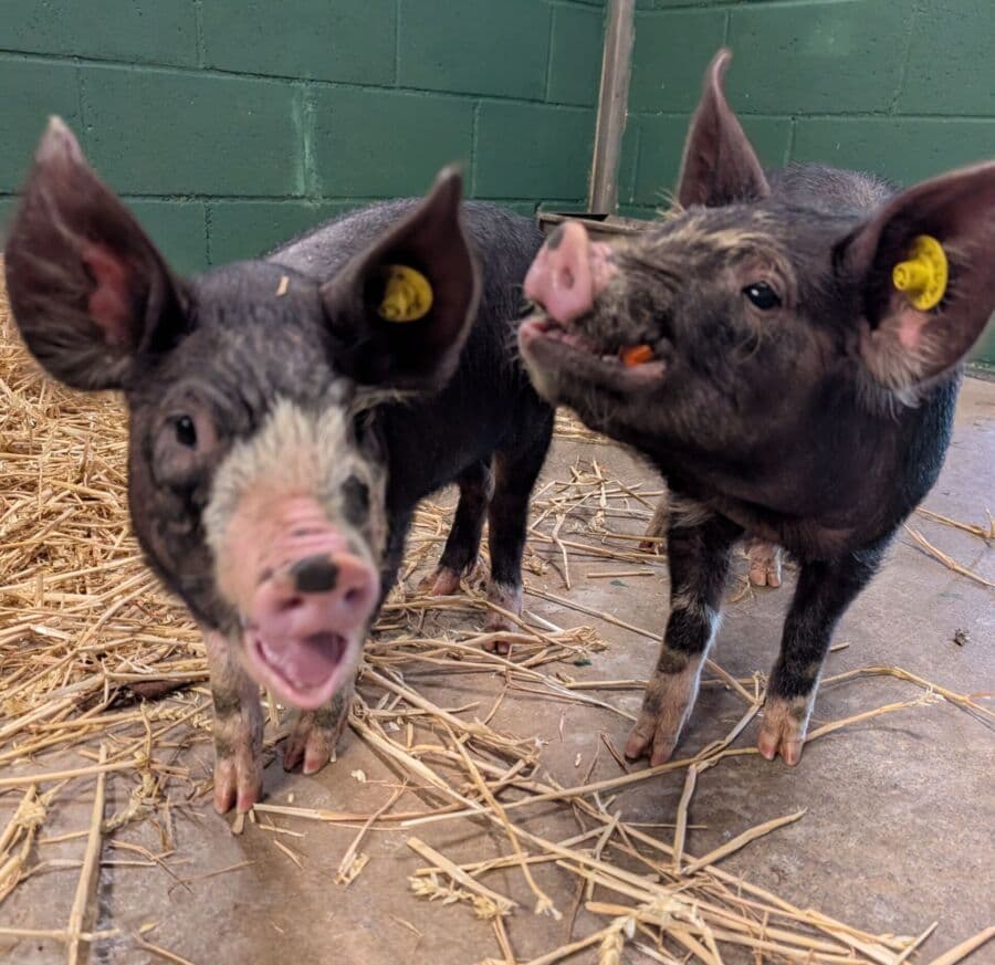 St James City Farm - Main view