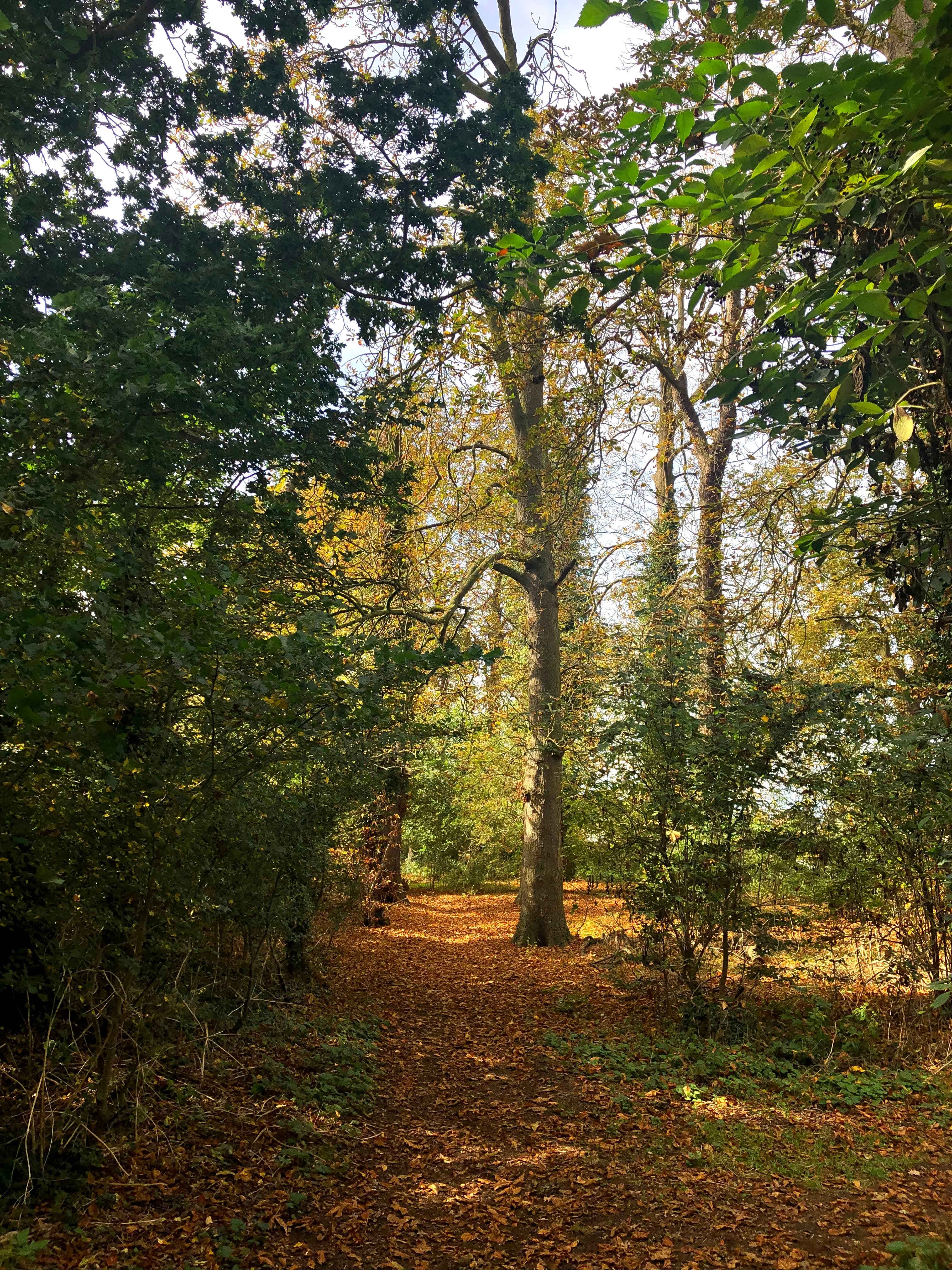 Priory Park - Image 1