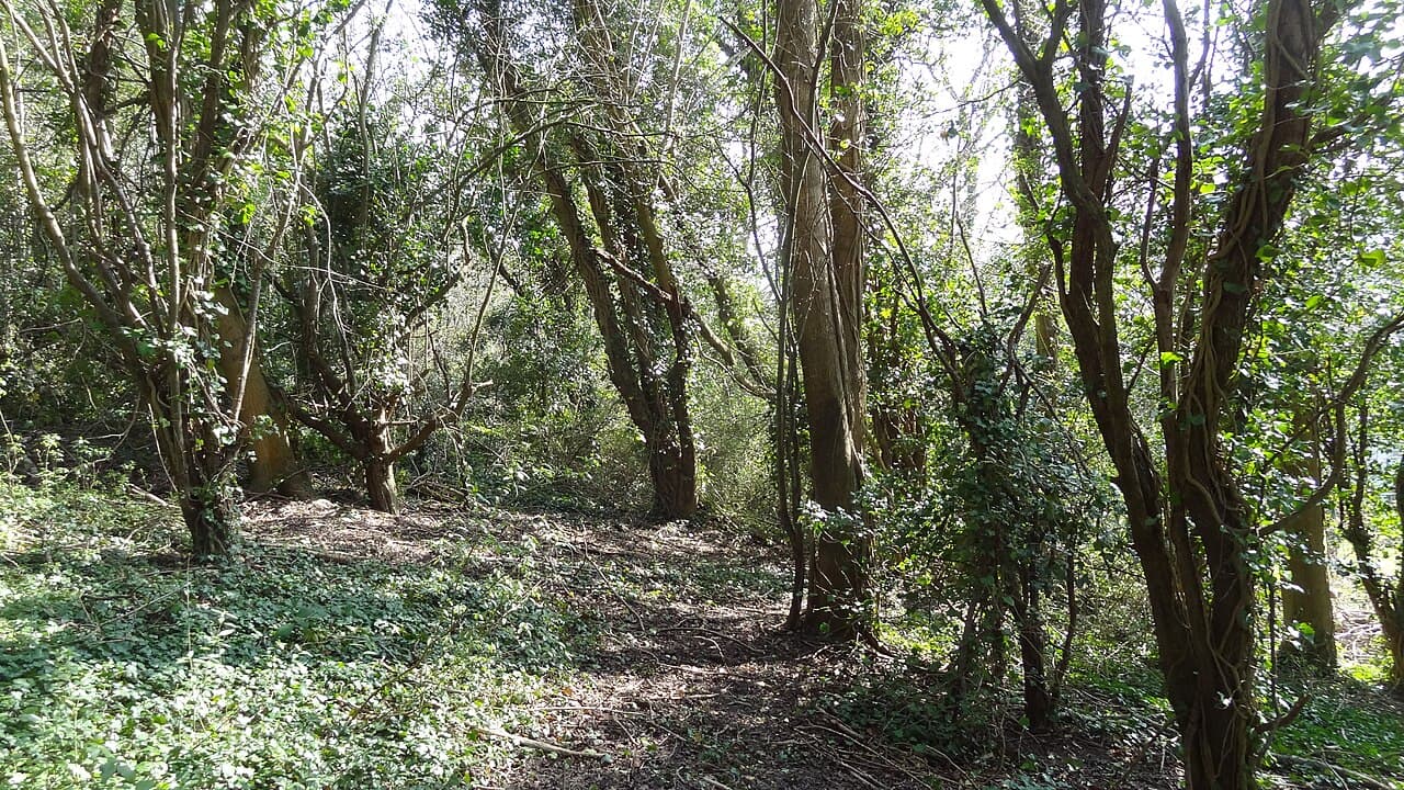 Hutchinson's Bank - London Wildlife Trust - Main view