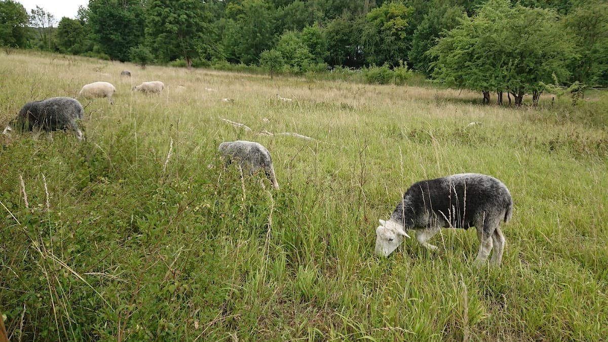 Hutchinson's Bank - London Wildlife Trust - Image 2