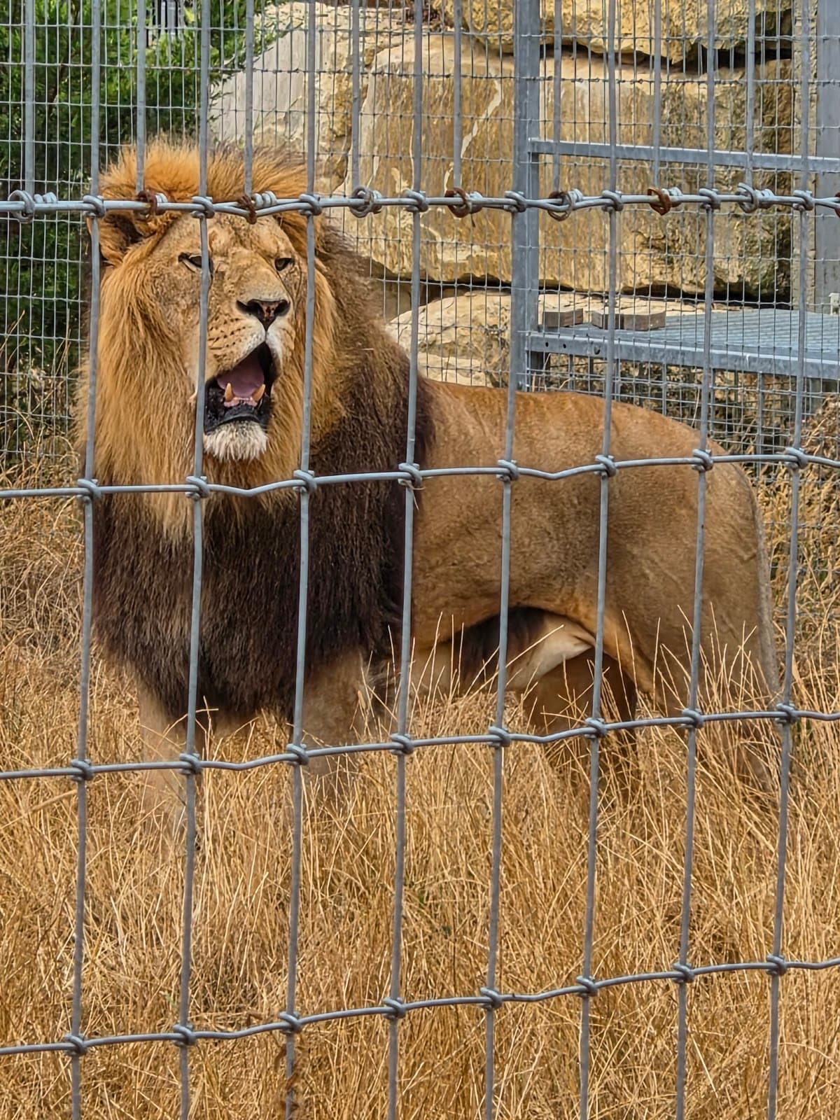 Johnsons Zoo - Main view