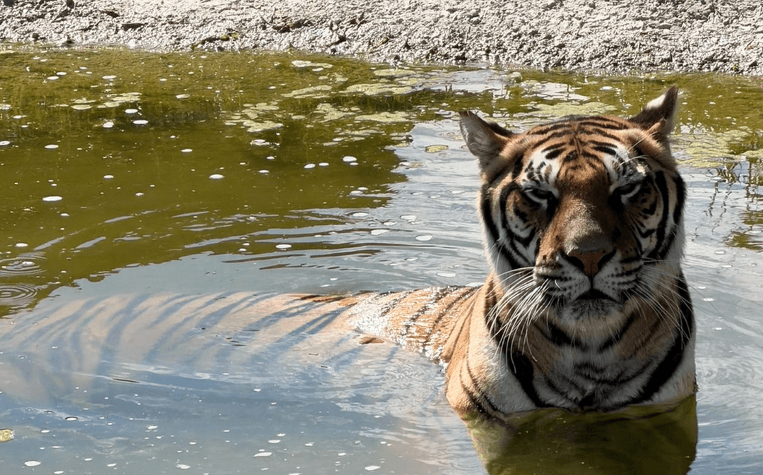 Johnsons Zoo - Image 3