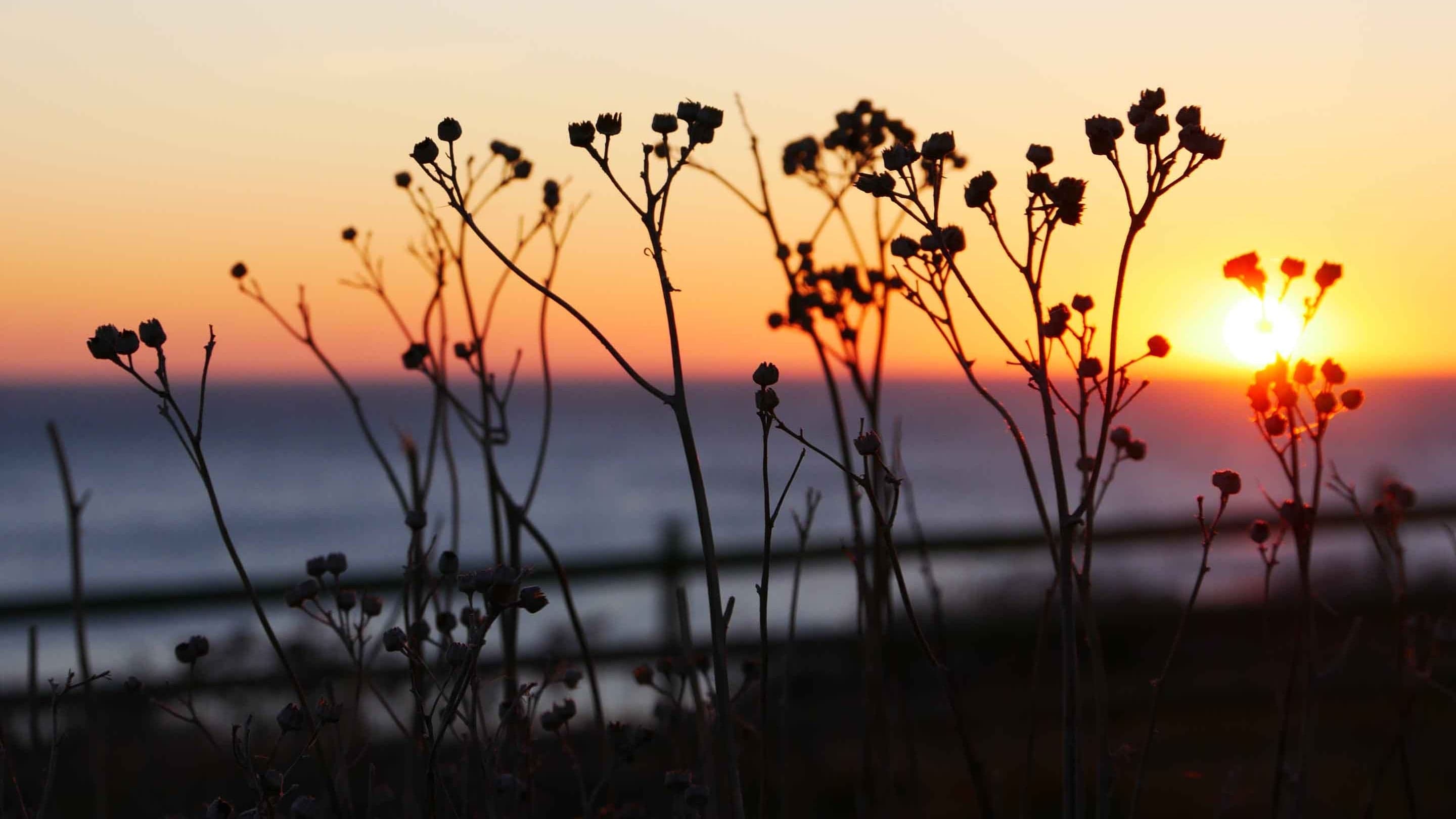 National Trust - Birling Gap and the Seven Sisters - Image 3