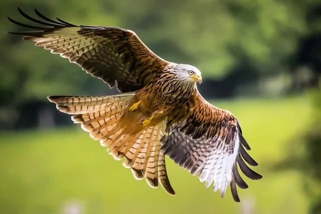 Red Kite Feeding Station - Main view