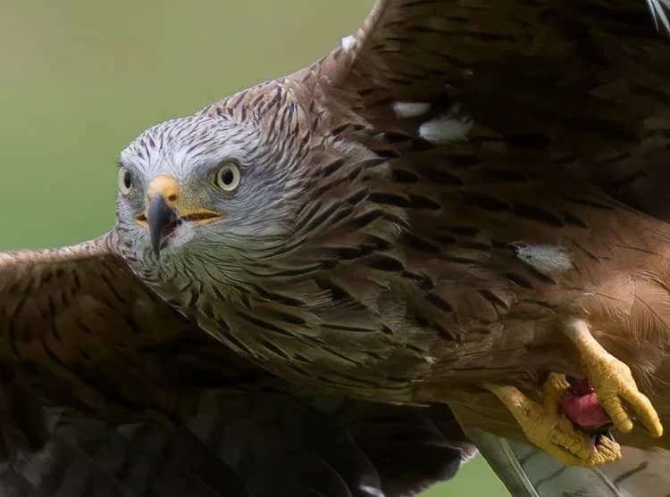 Red Kite Feeding Station - Image 2