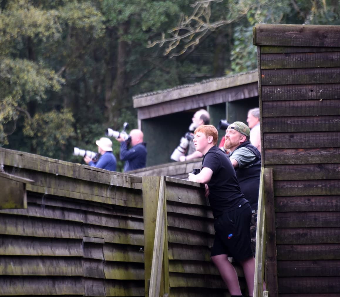 Red Kite Feeding Station - Image 3