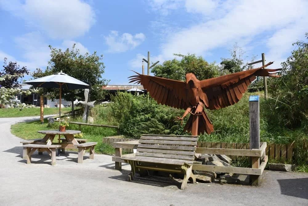 Red Kite Feeding Station - Image 4