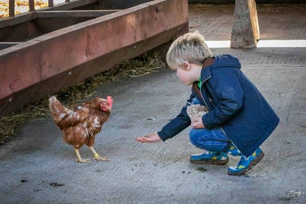 Goodheart Animal Sanctuaries - Image 3