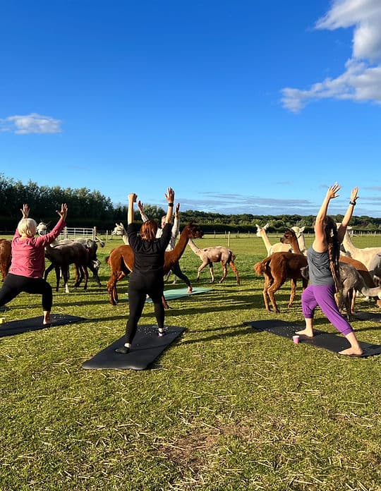 Ings Park Alpacas - Image 1