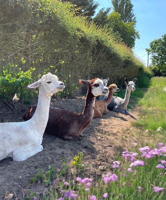 Ings Park Alpacas - Image 2