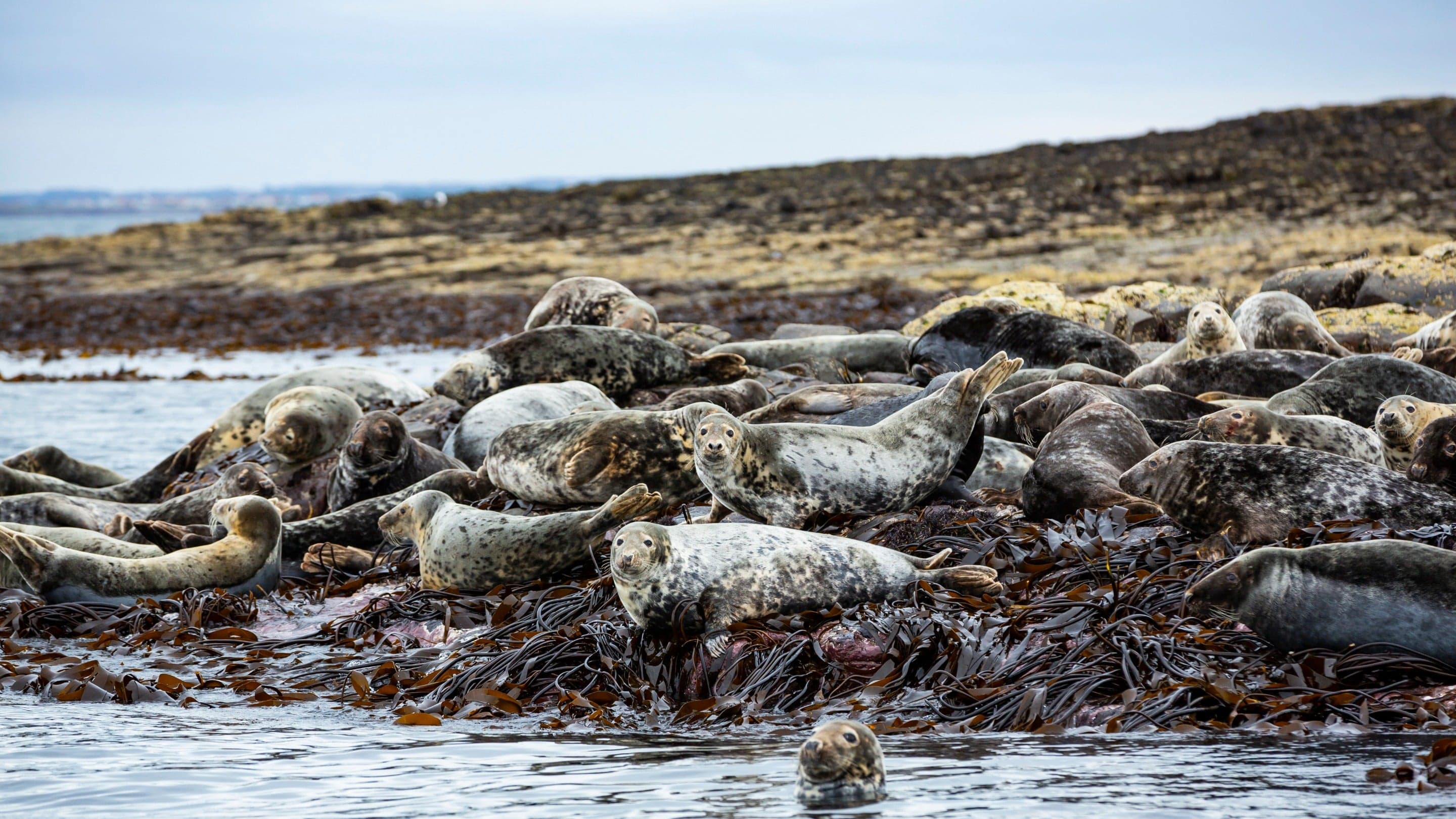 National Trust - Farne Islands - Image 2