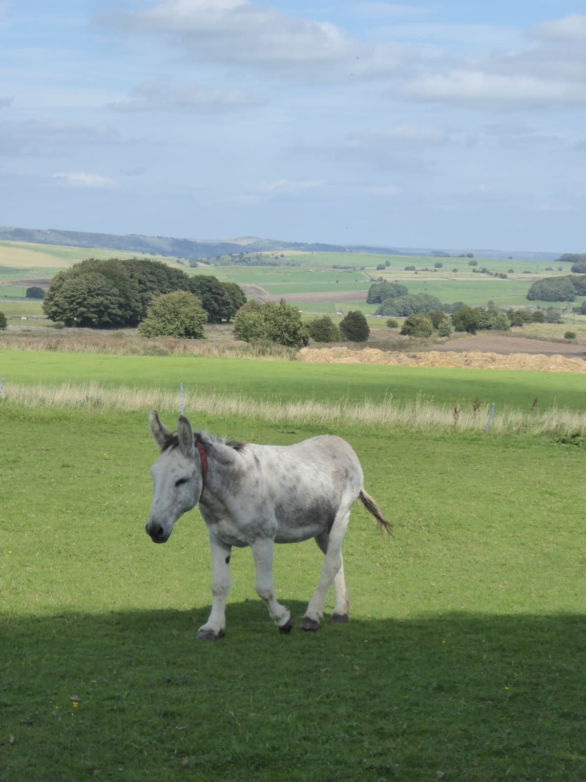 The Donkey Sanctuary, Derbyshire - Image 2