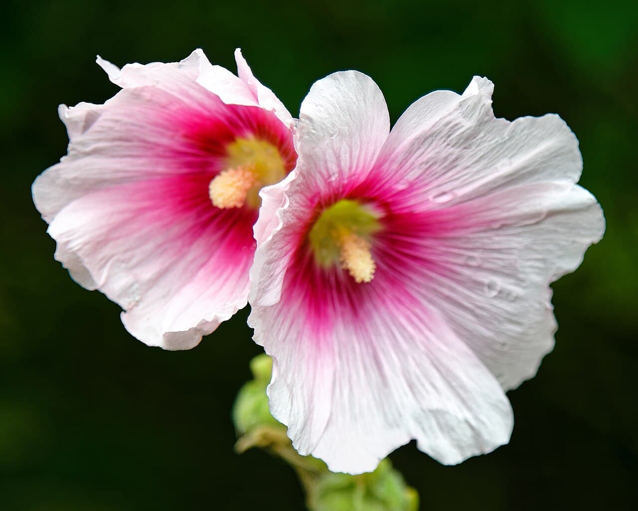 Highdown Gardens - Image 2