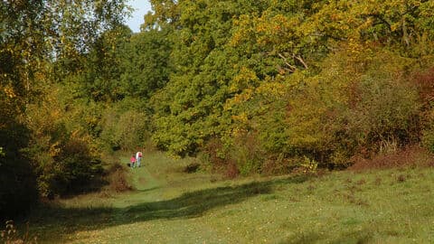 Warburg Nature Reserve, BBOWT - Main view