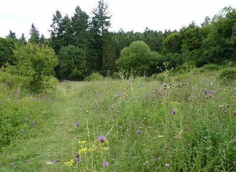 Warburg Nature Reserve, BBOWT - Image 2