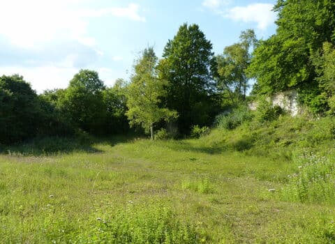 Warburg Nature Reserve, BBOWT - Image 4