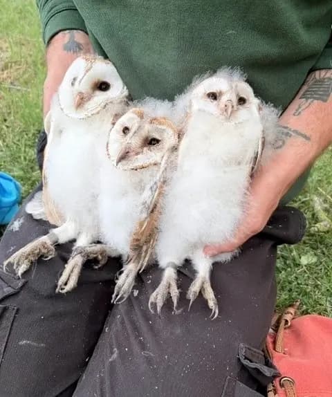 Hawk & Owl Trust Sculthorpe moor - Image 3