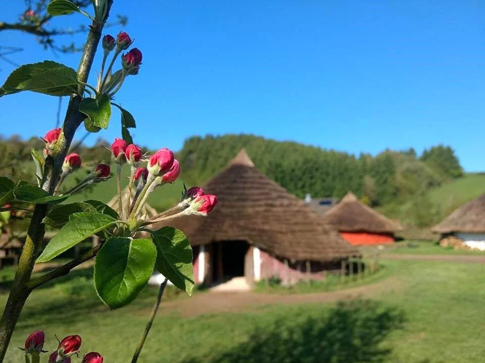 Butser Ancient Farm - Image 4