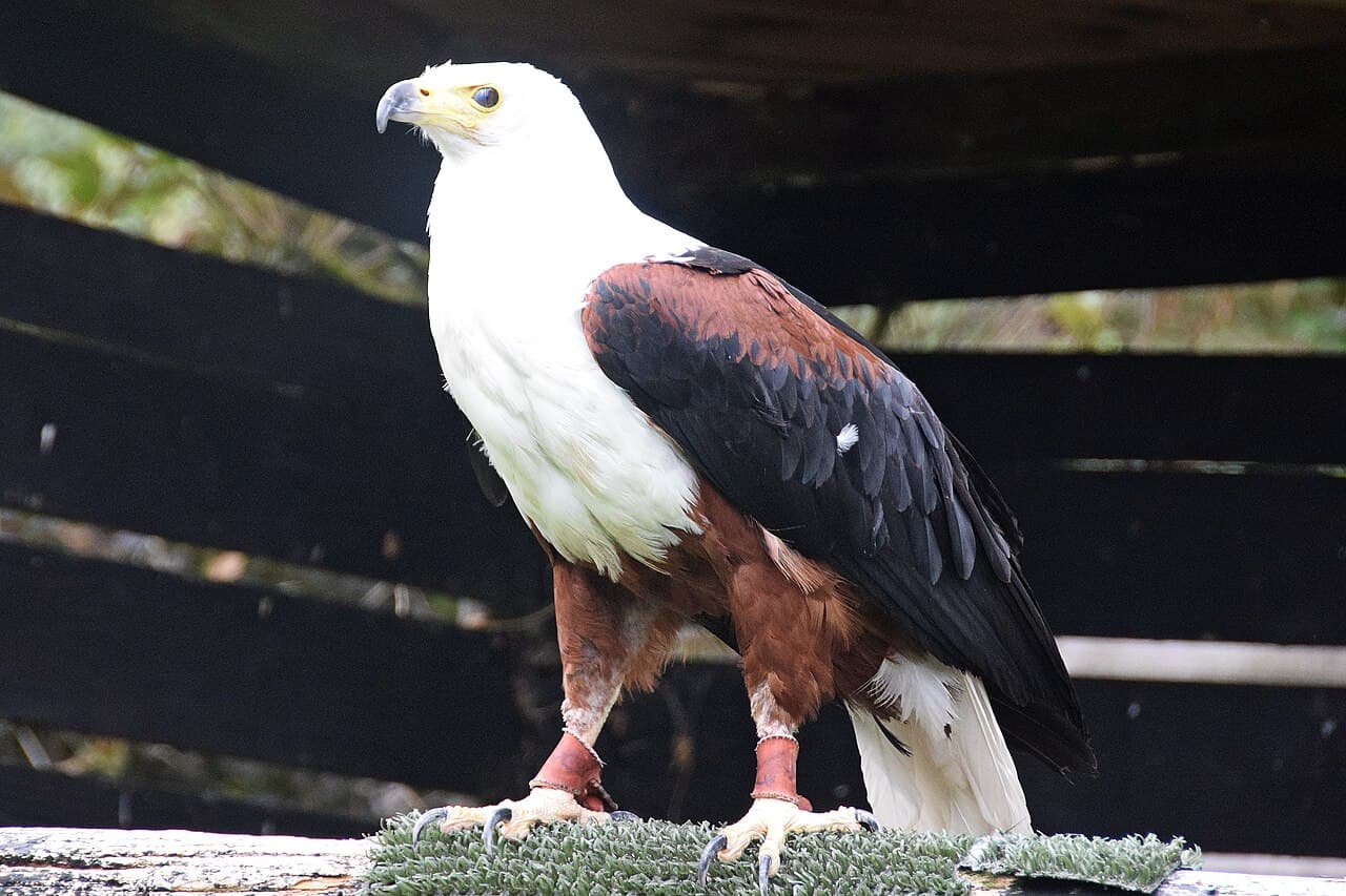 Gauntlet Birds of Prey - Eagle & Vulture Park (Knutsford) - Main view