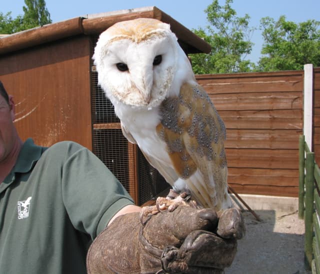 Gauntlet Birds of Prey - Eagle & Vulture Park (Knutsford) - Image 2