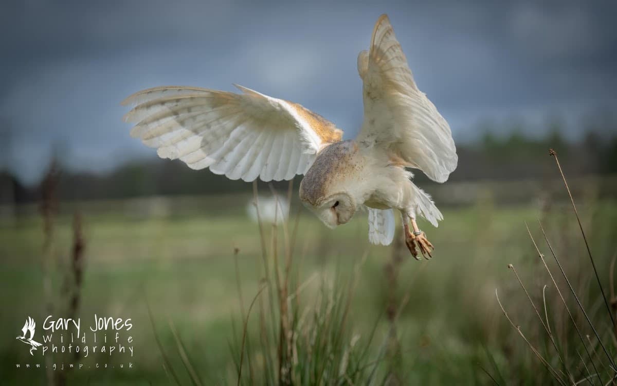 Gauntlet Birds of Prey - Eagle & Vulture Park (Knutsford) - Image 3