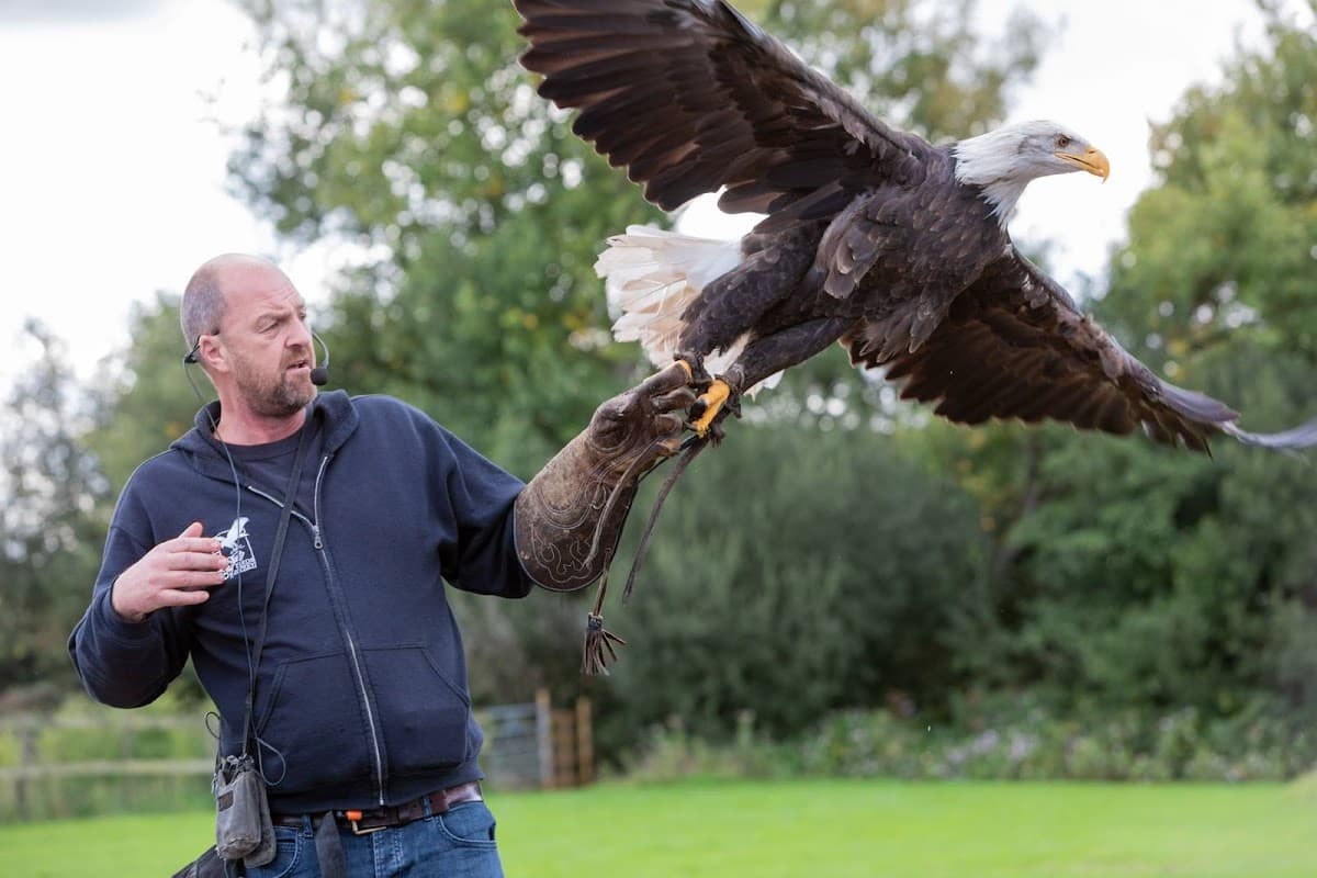 Gauntlet Birds of Prey - Eagle & Vulture Park (Knutsford) - Image 4