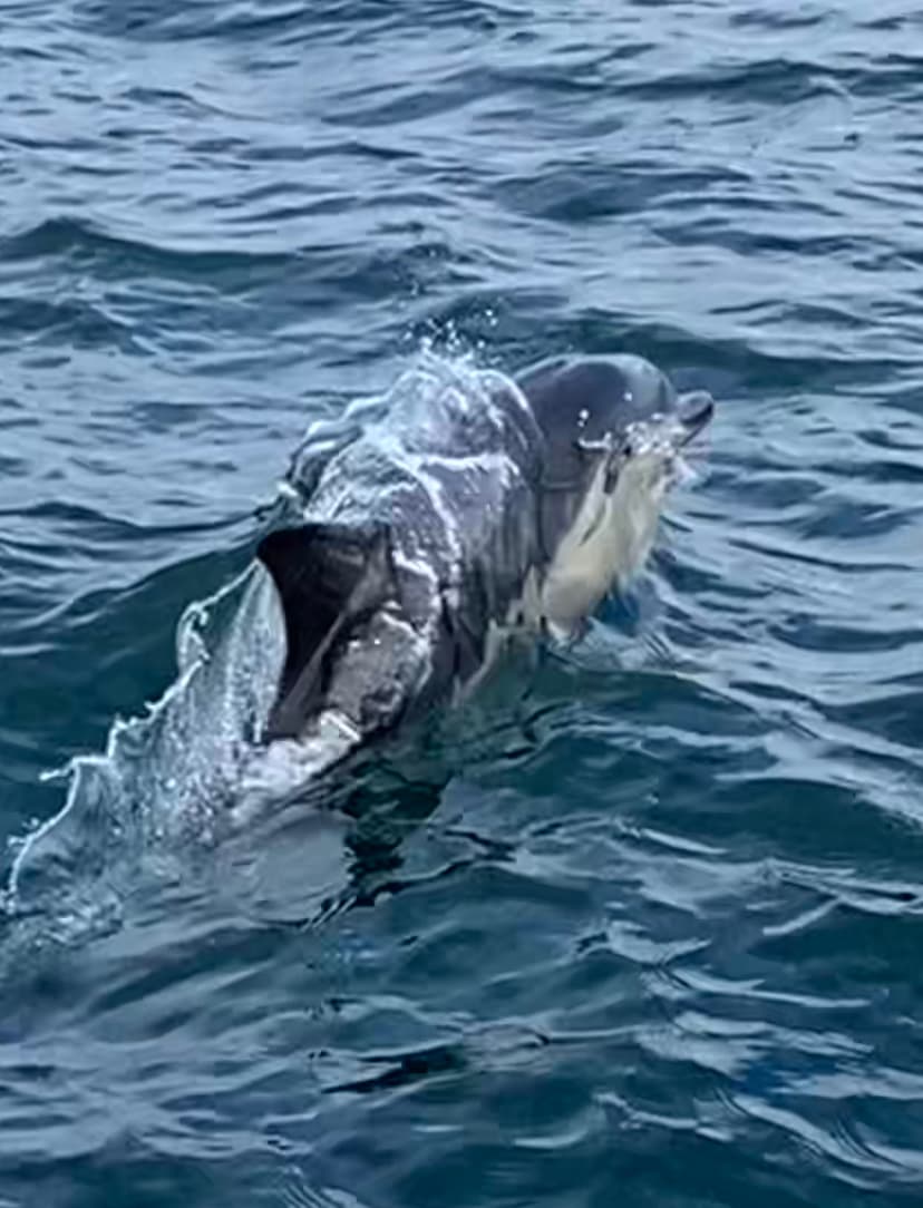 Sealife Adventures - Image 4