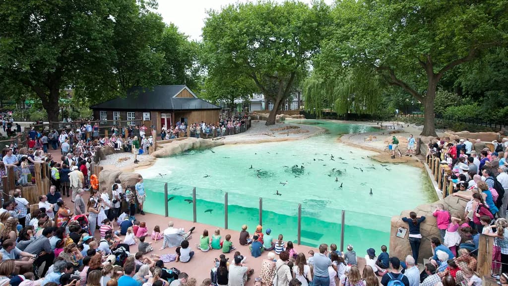 Penguin Beach - Image 2