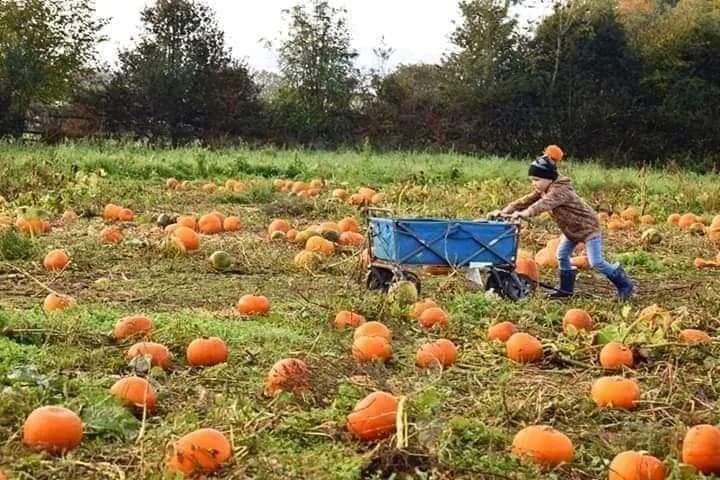 Pencoed Fach Farm - Image 3