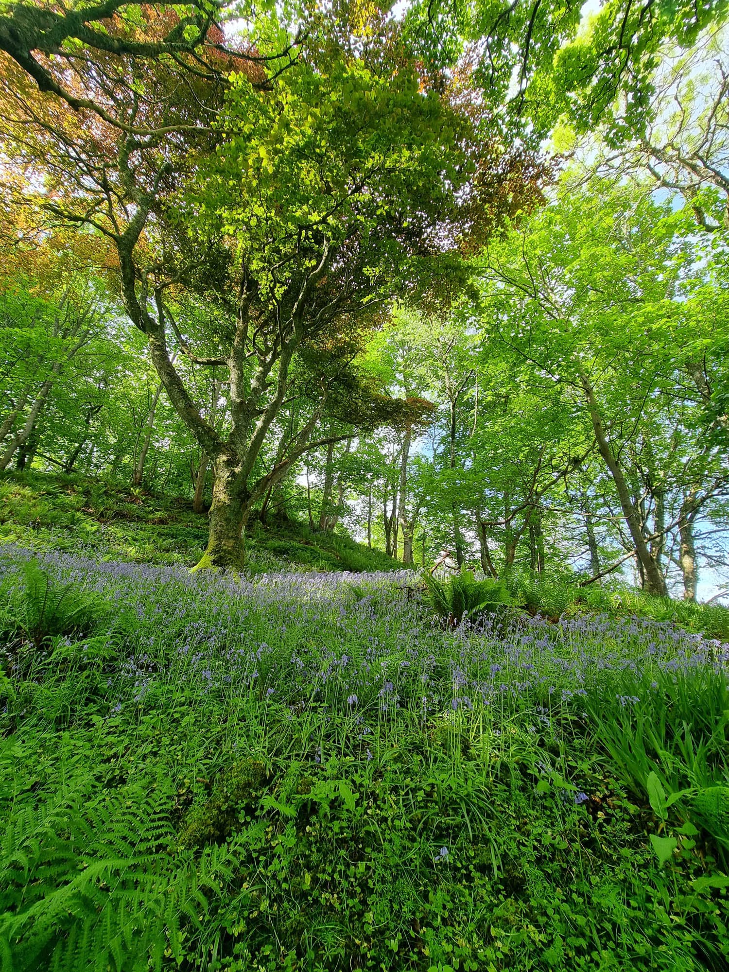 Dunollie Museum, Castle and Grounds - Image 2