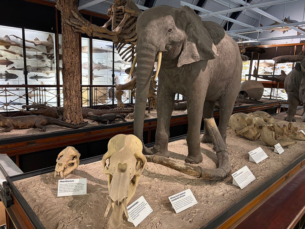 Natural History Museum at Tring - Image 1